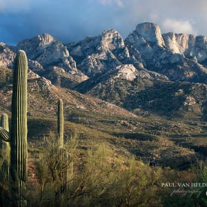 Saguaros and Table Mountain, from Catalina State Park, Arizona