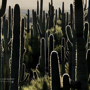 Backlit forest of Saguaros, taken at Catalina State Park, Arizona.