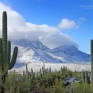 Saguaros are backdropped by a clearing winter storm at Catalina State Park.