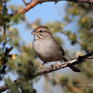 Rufous-Winged Sparrow - Southern, Arizona