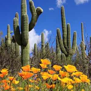 Poppies and saguaros at Catalina State Park, Arizona