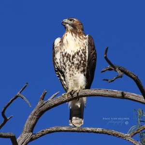 Red-tailed Hawk is in the Buteo family. I phototographed this one, striking a stately pose, at Catalina State Park, in Arizona.