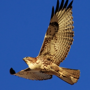 Red-tailed Hawkis seem here, photographed in flight with a throat full of recently chewed food.