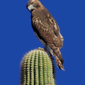 Red-tailed Hawk peering at me, from a saguaro.