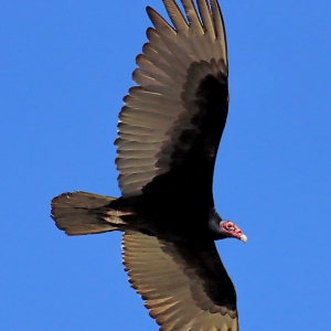 Turkey Vulture soaring over Catalina State Park, Arizona