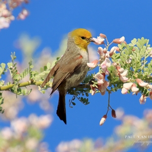 Male Verdin on a blooming Ironwood branch - Sonoran Desert, just outside of Tucson.