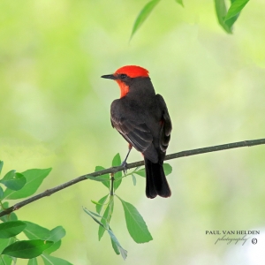 A male Vermilion Flycatcher is perched on a Velvet Ash branch at Catalina State Park, in Arizona.
