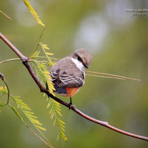 A female Vermilion Flycatcher looks on with curiousity while having pictures taken.