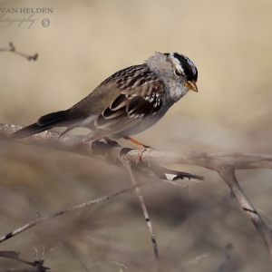White Crowned Sparrow - Catalina State Park, Arizona