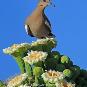A White-winged dove poses for a few photos before resuming with foraging on Saguaro Blossoms.