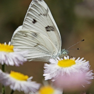 Checkered White Butterfly on Spreading Fleaban, at Catalina State Park, Arizona