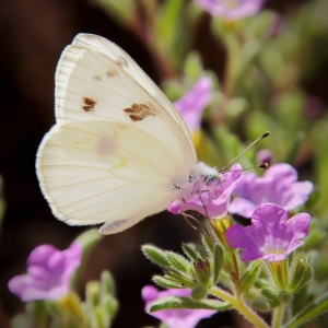 Checkered White Butterfly on Seaside Petunia, at Catalina State Park, Arizona