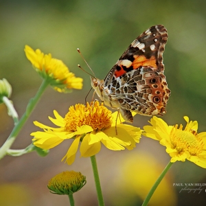 Painted Lady butterfly on Golden Crownbeard, at Catalina State Park, Arizona