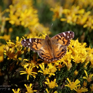 Painted Lady - Cochise Stronghold