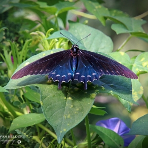 Pipevine Swallowtail in dorsal view - Catalina State Park, Arizona