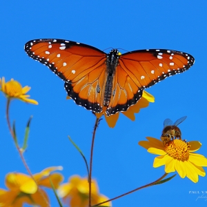 Queen Butterfly and Bee - Catalina State Park, Arizona