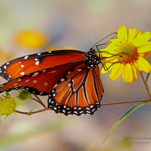 Queen Butterfly (Ventral View) - Catalina State Park, Arizona