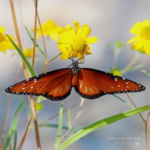 Queen Butterfly (Dorsal View) - Catalina State Park, Arizona