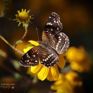 Unidentified Butterfly - Catalina State Park, Arizona