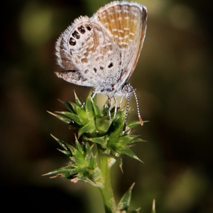 Western Pygmy Blue - Whitewater Draw Wildlife Area, Arizona