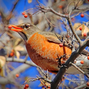 Robin with hack berry - Catalina State Park