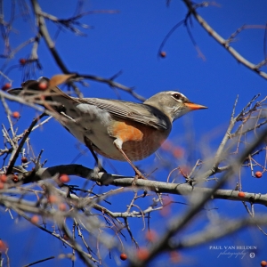 Robin On Hackberry Tree - Catalina State Park in Tucson, Arizona