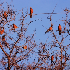 Nine Robins Sitting In A Hackberry Tree - Catalina State Park, AZ