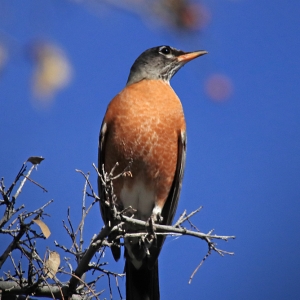 American Robin - Catalina State Park