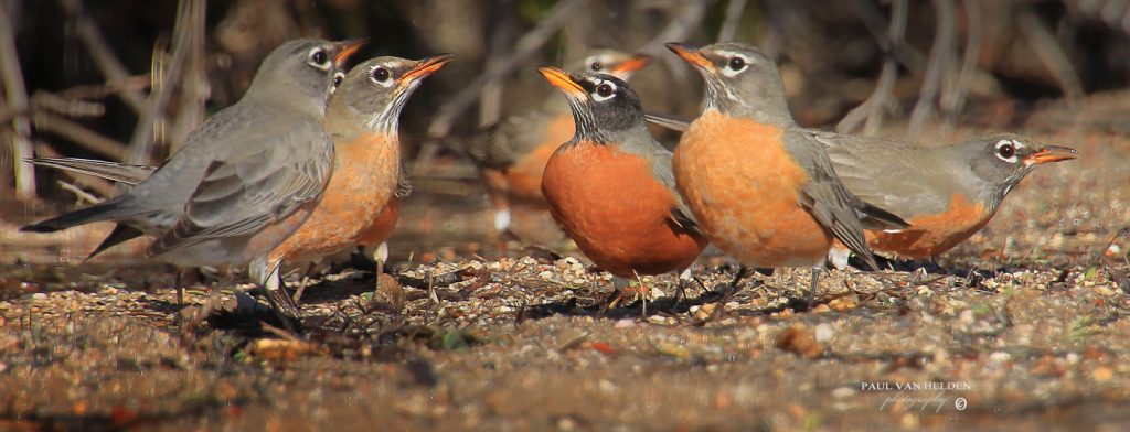 Robin's congregating at a puddle at Catalina State Park, Arizona