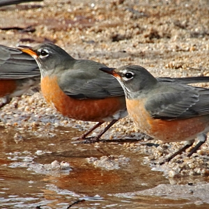 Three Robins drinking water from a running Sutherland Wash - Catalina State Park