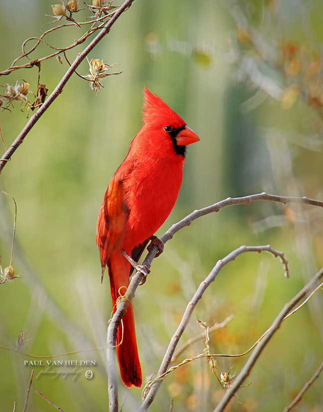 Male Northern Cardinal at Catalina State Park in Arizona
