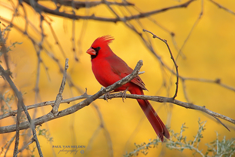 Cardinal in Autumn at Catalina State Park in Arizona.